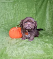 Milo , a male Shih Tzu for sale in Belleview, FL – 3 of 7