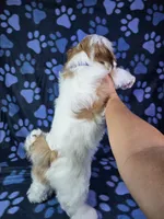 Bentley , a male Shih Tzu for sale in Belleview, FL – 10 of 10