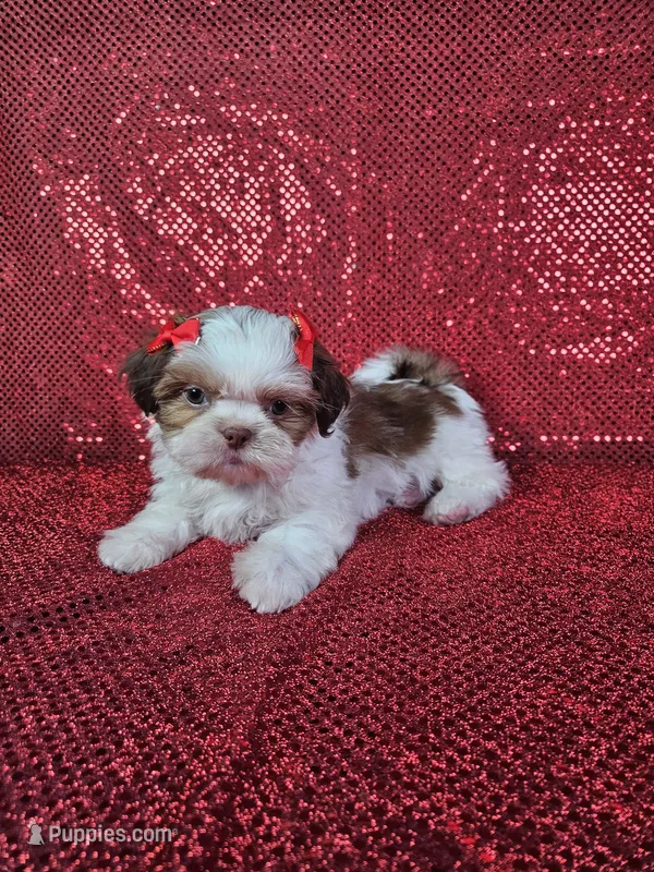 Kahlua  – Shih Tzu puppy for sale in Belleview, FL