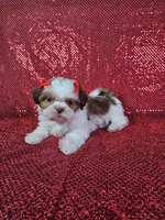 Kahlua , a female Shih Tzu for sale in Belleview, FL – 1 of 10