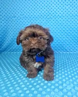 Hershey , a male Shih Tzu for sale in Belleview, FL – 2 of 10
