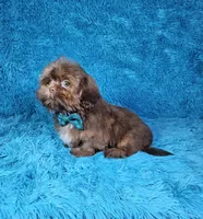 Hercules , a male Shih Tzu for sale in Belleview, FL – 3 of 10