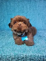 Harley , a male Shih Tzu for sale in Belleview, FL – 6 of 10