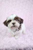 Laura, a female Shih Tzu for sale in Belleview, FL – 3 of 10