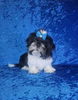 Leny, a male Shih Tzu for sale in Belleview, FL – 4 of 10