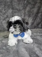 Leny, a male Shih Tzu for sale in Belleview, FL – 5 of 10