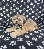Otto, a male Shih Tzu for sale in Belleview, FL – 10 of 10