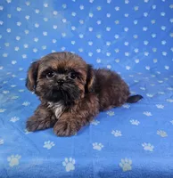 Nugget , a male Shih Tzu for sale in Belleview, FL – 6 of 10