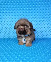 Justin , a male Shih Tzu for sale in Belleview, FL – 8 of 10