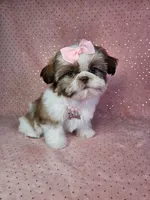 Aitana, a female Shih Tzu for sale in Belleview, FL – 10 of 10
