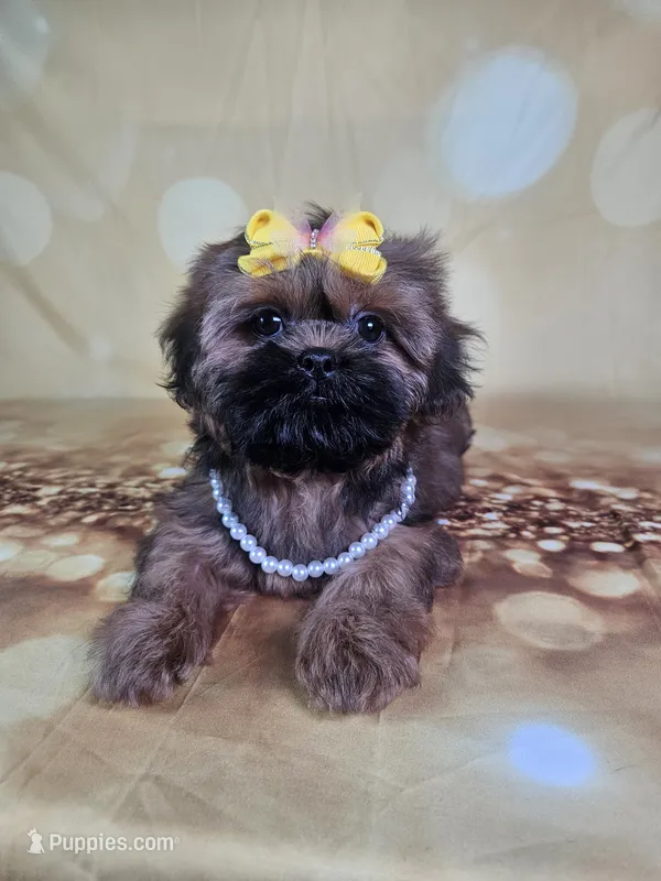 Ladybug  – Shih Tzu puppy for sale in Belleview, FL