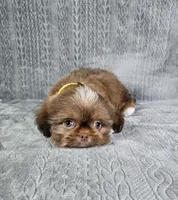 Cooper , a male Shih Tzu for sale in Belleview, FL – 9 of 10