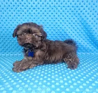 Hershey , a male Shih Tzu for sale in Belleview, FL – 3 of 10