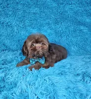 Hercules , a male Shih Tzu for sale in Belleview, FL – 10 of 10