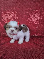 Kahlua , a female Shih Tzu for sale in Belleview, FL – 10 of 10