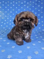 Nugget , a male Shih Tzu for sale in Belleview, FL – 4 of 10