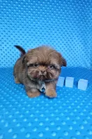 Justin , a male Shih Tzu for sale in Belleview, FL – 10 of 10