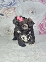 Ash, a female Shih Tzu for sale in Belleview, FL – 3 of 10