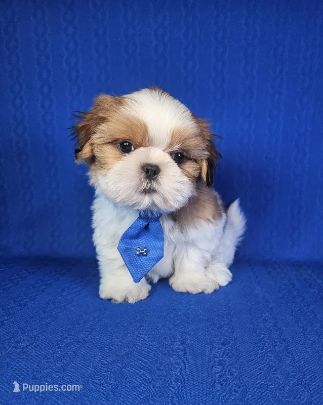Noah  – Shih Tzu puppy for sale in Belleview, FL