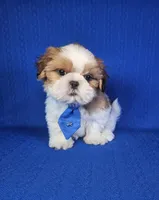 Noah , a male Shih Tzu for sale in Belleview, FL – 1 of 10