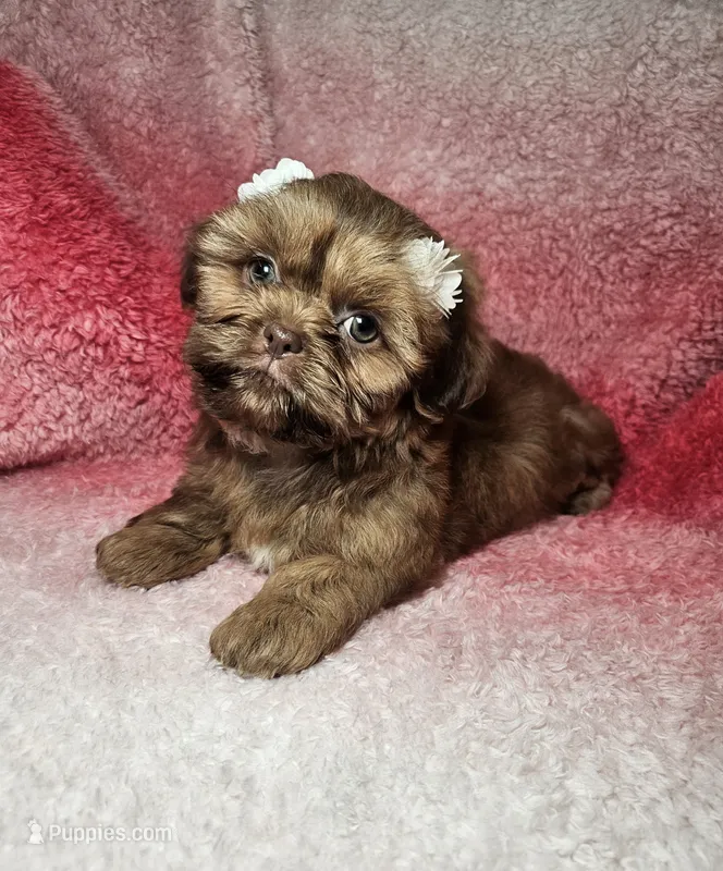 May – Shih Tzu puppy for sale in Belleview, FL