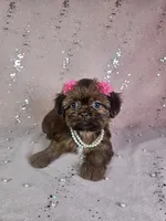 Yara, a female Shih Tzu for sale in Belleview, FL – 3 of 10
