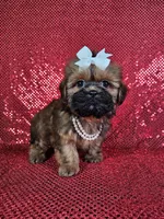 Ladybug , a female Shih Tzu for sale in Belleview, FL – 2 of 10