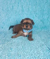 Frankie, a male Shih Tzu for sale in Belleview, FL – Photo 1 of 7