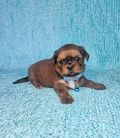 Frankie, a male Shih Tzu for sale in Belleview, FL – Photo 4 of 7