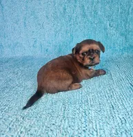 Frankie, a male Shih Tzu for sale in Belleview, FL – Photo 3 of 7