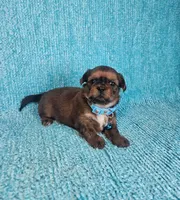 Frankie, a male Shih Tzu for sale in Belleview, FL – Photo 7 of 7