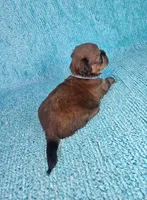 Frankie, a male Shih Tzu for sale in Belleview, FL – Photo 2 of 7