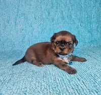Frankie, a male Shih Tzu for sale in Belleview, FL – Photo 5 of 7