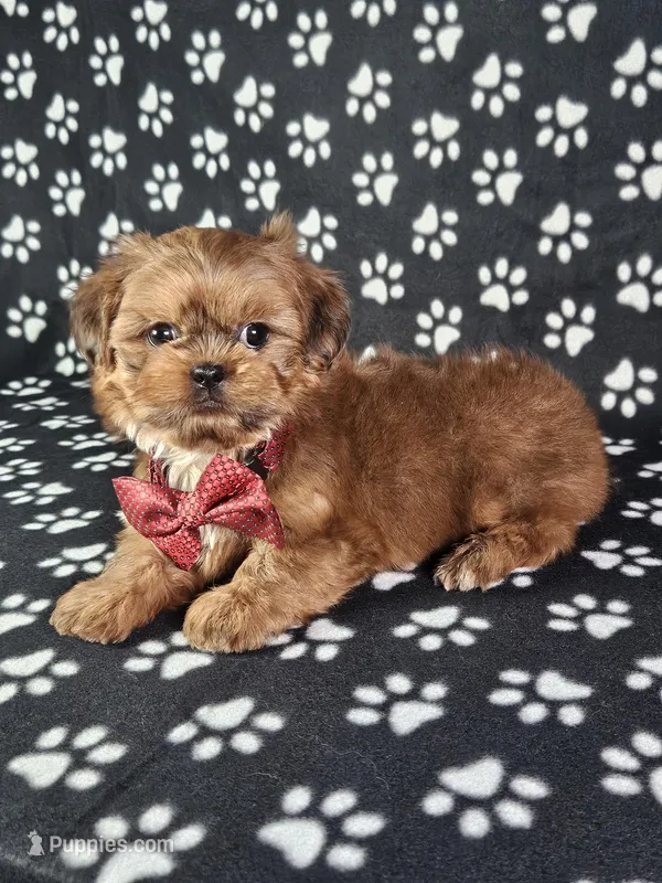 Frankie – Shih Tzu puppy for sale in Belleview, FL