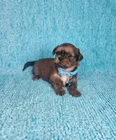 Frankie, a male Shih Tzu for sale in Belleview, FL – Photo 6 of 7