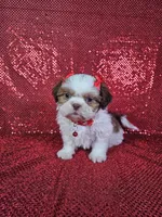 Kahlua , a female Shih Tzu for sale in Belleview, FL – 3 of 10