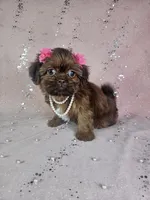 Yara, a female Shih Tzu for sale in Belleview, FL – 4 of 10