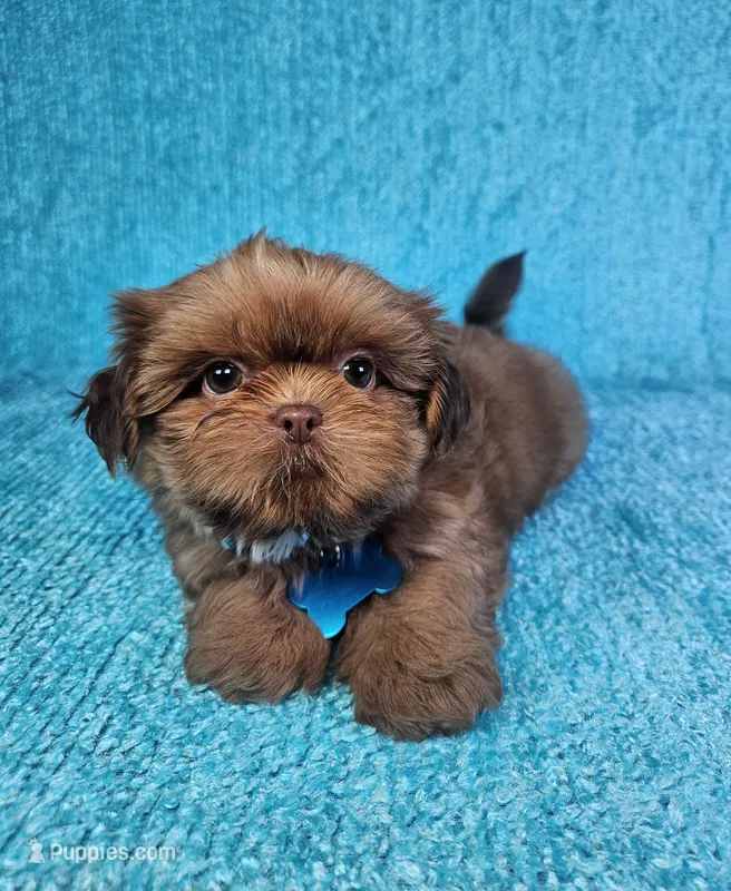 Harley  – Shih Tzu puppy for sale in Belleview, FL