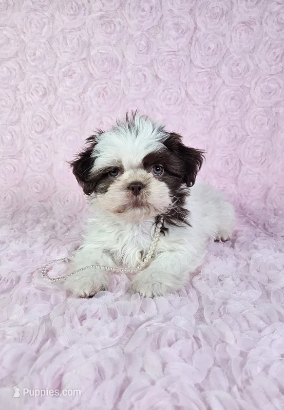 Laura – Shih Tzu puppy for sale in Belleview, FL
