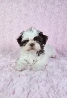 Laura, a female Shih Tzu for sale in Belleview, FL – 1 of 10