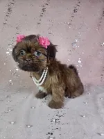 Yara, a female Shih Tzu for sale in Belleview, FL – 10 of 10