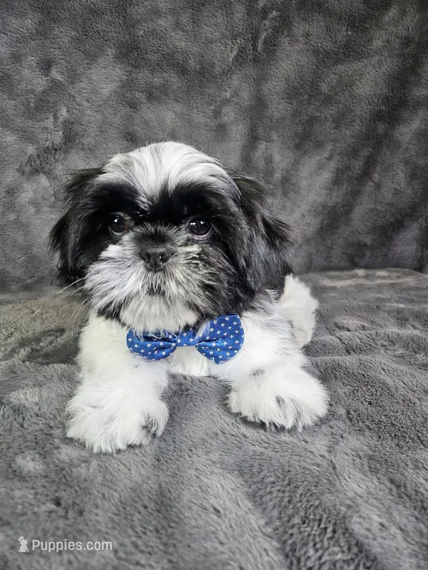 Leny – Shih Tzu puppy for sale in Belleview, FL