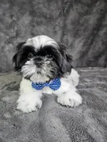 Leny, a male Shih Tzu for sale in Belleview, FL – 1 of 10