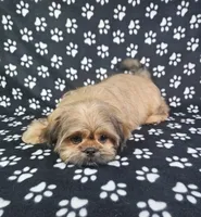 Samuel , a male Shih Tzu for sale in Belleview, FL – 8 of 10