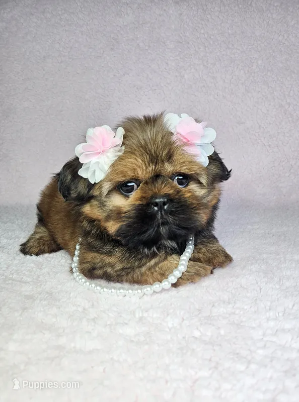 Laika – Shih Tzu puppy for sale in Belleview, FL