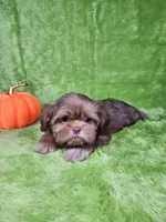 Milo , a male Shih Tzu for sale in Belleview, FL – 7 of 7