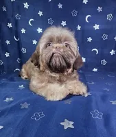 Gus, a male Shih Tzu for sale in Belleview, FL – 10 of 10
