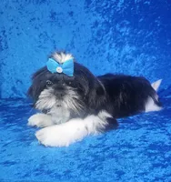 Leny, a male Shih Tzu for sale in Belleview, FL – 2 of 10
