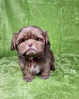 Milo , a male Shih Tzu for sale in Belleview, FL – 2 of 7