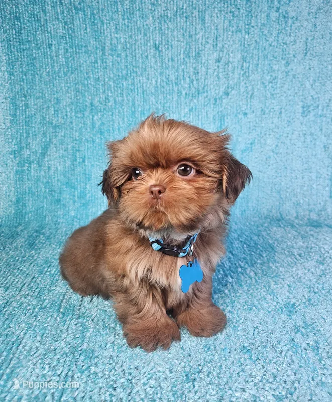 Harley  – Shih Tzu puppy for sale in Belleview, FL